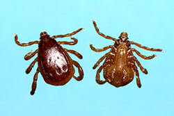 Top and bottom view of a male brown dog tick. 