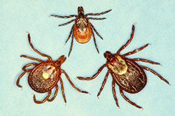A comparison between blacklegged tick (top), lone star tick (bottom left) and the American dog tick. 