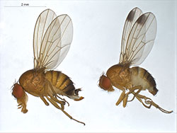 Comparison of a female (left) and male (right) spotted-wing drosophila.