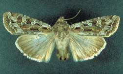 Army cutworm moth