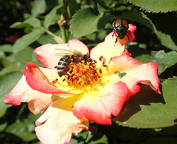 Bees and other pollinating insects may be visiting flowers on which Japanese beetles are feeding. In these situations there must be special care when using insecticides to avoid killing pollinators.