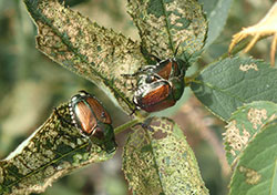 Japanese beetles that feed on leaves produce a characteristic skeletonizing pattern.