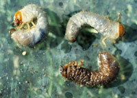 Figure 7 A white grub lower right that has been infected and killed by the insect parasitic nematode Heterorhabitis sp Insects infected by this nematode turn a reddish-brown color