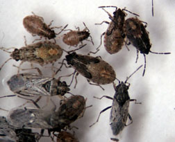 adults and nymphs