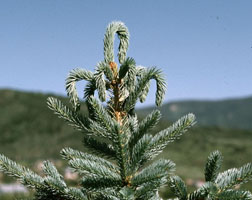 Terminal wilting associated with white pine weevil injury