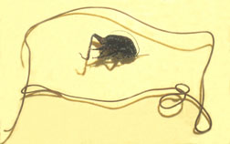 Horsehair worm with cricket
