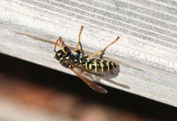 European paper wasp gnawing on weathered wood