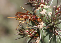 Polistes apachus, a native species of southeast Colorado