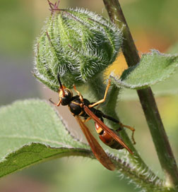 Western paper wasp, Mischocytarsus flavitarsus