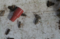 Figure 11b. Codling moth males trapped on the sticky surface of a pheromone trap. The red rubber septa contains the sex pheromone produced by the female.
