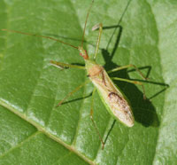 Figure 7. The assassin bug Zelus luridus is one of many insects that will feed on codling moth and other insects found in apple and pear trees.