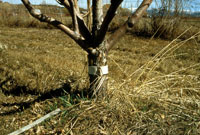 Figure 10a. Banding trunks of trees with cardboard or burlap bands can provide sites where codling moth will pupate. They can then be collected and destroyed. Photograph courtesy of Rick Zimmerman.