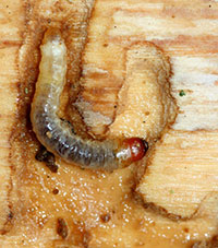 Larva of the lilac/ash borer.  Photograph courtesy of David Cappaert/Michigan State University and BugWood.org.