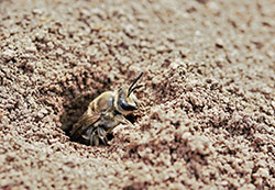 Bee emerging from soil