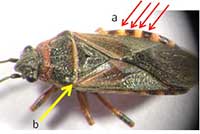Adult elm seed bug with alternating dots on abdomen (a) and black triangle behind the head (b).