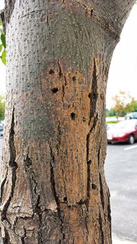 External appearance of trunk, with exit holes, typical of lilac/ash borer infestation. 