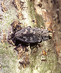 Adult of the flatheaded appletree borer. 