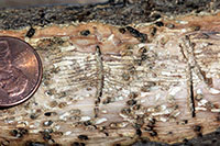 Tunneling produced by ash bark beetles in an ash branch.