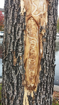 Old injury produced by emerald ash borer. 