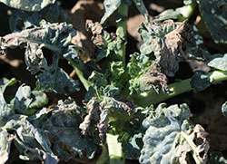 Injury to broccoli produced by harlequin bugs