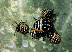 Harlequin bug nymphs of mixed ages