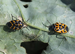 Adult harlequin bugs showing a range of color and patterning