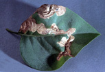 Lilac Leafminer injury. Photo courtesy of Ken Gray collection