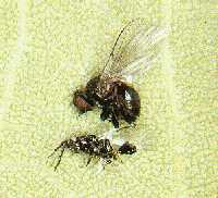 Poplar twiggall fly and parasitic wasp