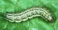 Beet webworm