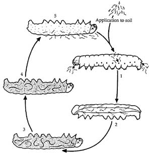 Life cycle of Steinernema nematodes