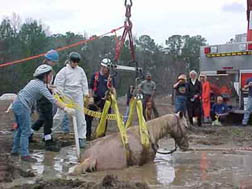 Rescue workers free a horse caught in mud after a storm.