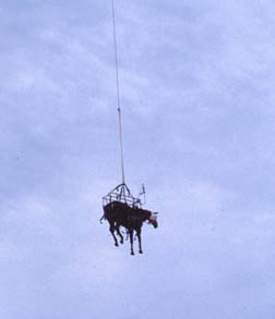 Figure 3: A horse gets airlifted during this rescue.