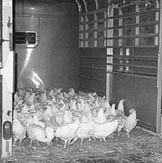 Hens being transported in a horse trailer.