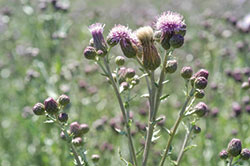 Figure 5. Canada thistle in flowering growth stage.