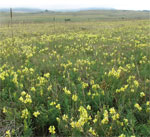 Figure 3.  Yellow toadflax usually is 1 to 3 feet tall and often dominates Colorado rangeland.
