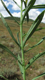 Figure 5.  Yellow toadflax shoots and leaves; note narrow, linear leaf shape.