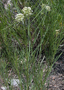  Western whorled milkweed is a distinctive plant with upright growth habit, narrow leaves, and round inflorescence of greenish-white flowers.