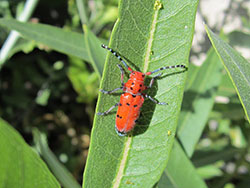 Red milkweed beetles are specialists on milkweeds. Their bright red aposomatic coloration warns predators to stay away.