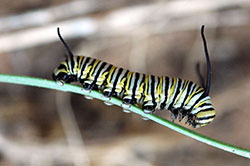 Larvae of monarch butterflies feed exclusively on milkweeds. The colorful caterpillars are poisonous to birds, which learn to recognize and avoid them.