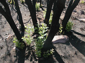 Oak brush resprouting after fire