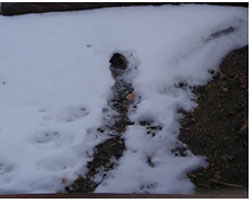 Vole hole and runway in snow. Note the oval-shaped OPEN hole.