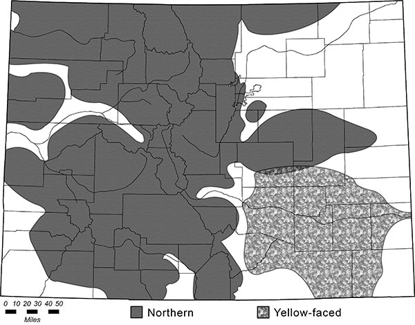 Distribution map of Northern (Thomomys talpoides) and Yellow-faced (Pappogeomys castanops) pocket gophers.