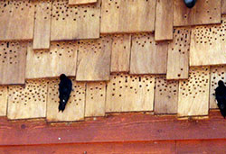 Woodpecker damage to roof