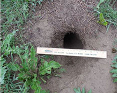 Prairie dog burrow