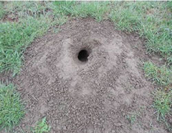 Prairie dog burrow and mound.