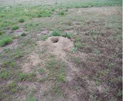 Weedy area around mound where previously existing vegetation was removed by the prairie dogs.