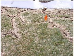 Vole runways in lawn after snow melt in spring.