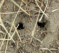 Examples of vole holes.