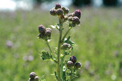 Figure 4. Canada thistle in the late bud growth stage.