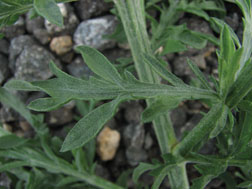 Figure 3. Diffuse knapweed leaves; note fine, short hairs on surface.